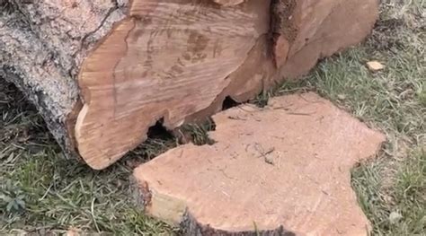 will painting a tree stump stop it from growing